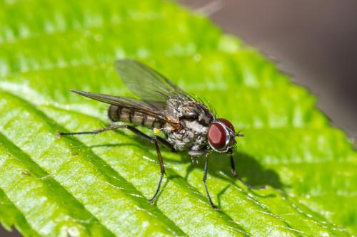 Hylemya vagans